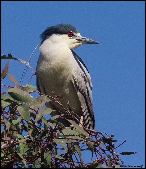 _1SB5579 black-crowned night-heron.jpg